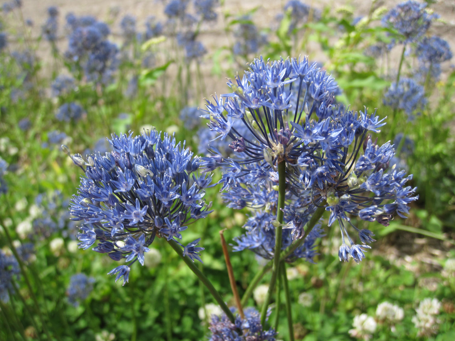 Bulbe Allium Azureum 5+ Bio