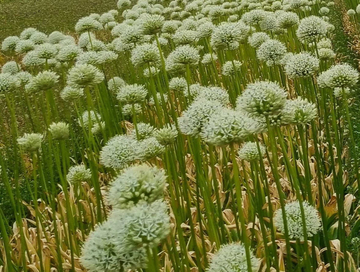 Organic flower bulbs Allium stipitatum Mount Everest size 10/+ (amoev10)