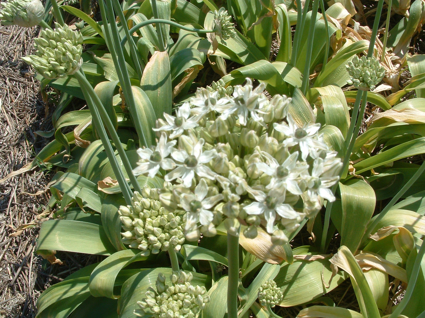 Bulbes de fleurs bio Allium Black garlic Nigrum calibre 8/+ (anigr08)