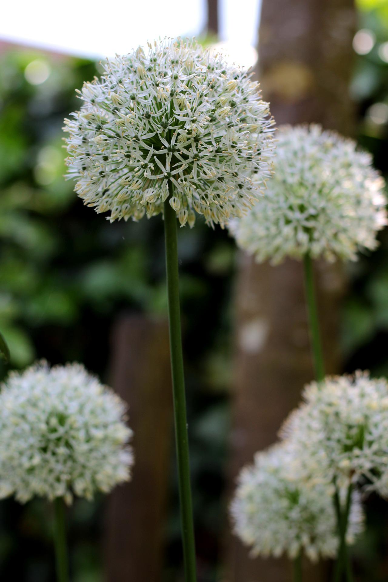 Bulbes de fleurs bio Allium Drumstick Allium ameloprasum 'Ping Pong' calibre 5/+ (apipo05)