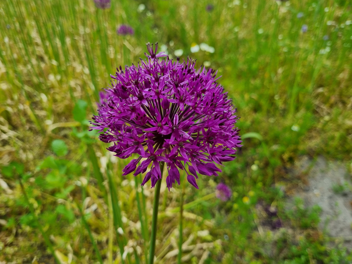 Organic Allium Purple Rain flower bulbs size 10/+ (apura10)