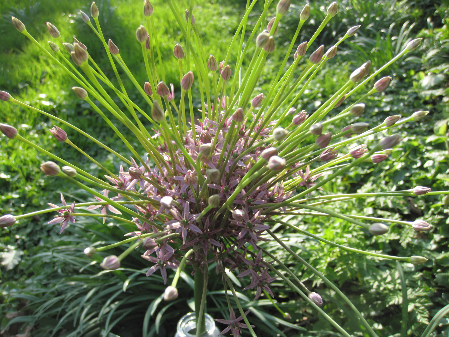 Bulbes de fleurs Non-Traité Allium schubertii calibre 14/+ (3109500)