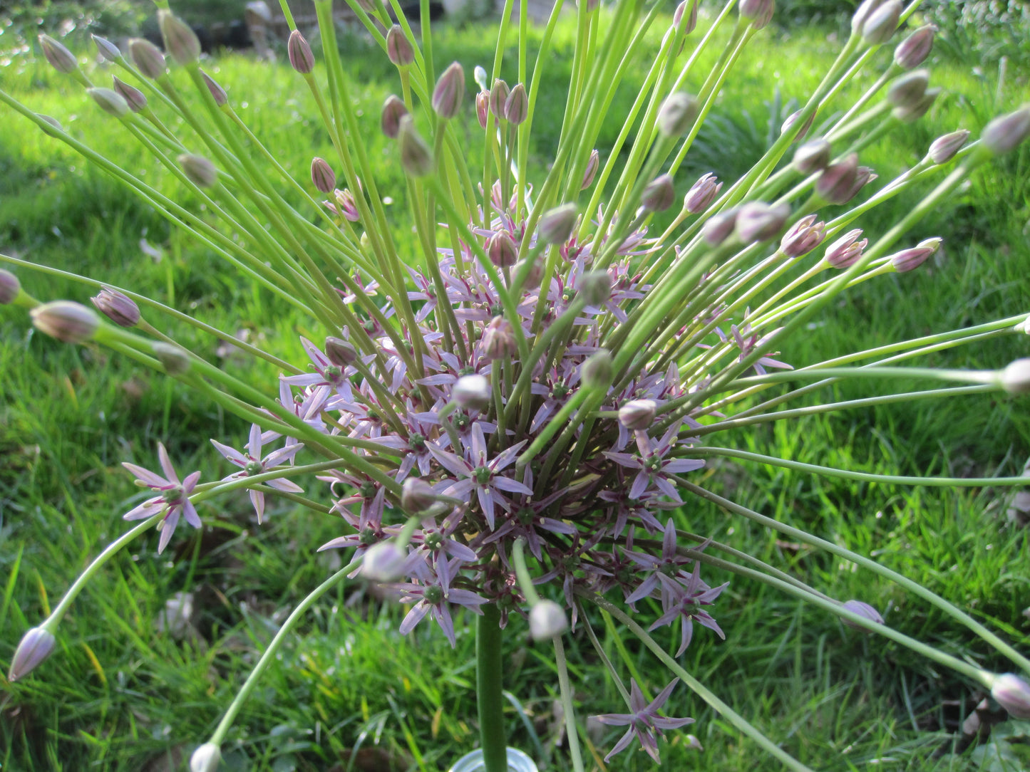Untreated flower bulbs Allium schubertii size 14/+ (3109500) for individuals