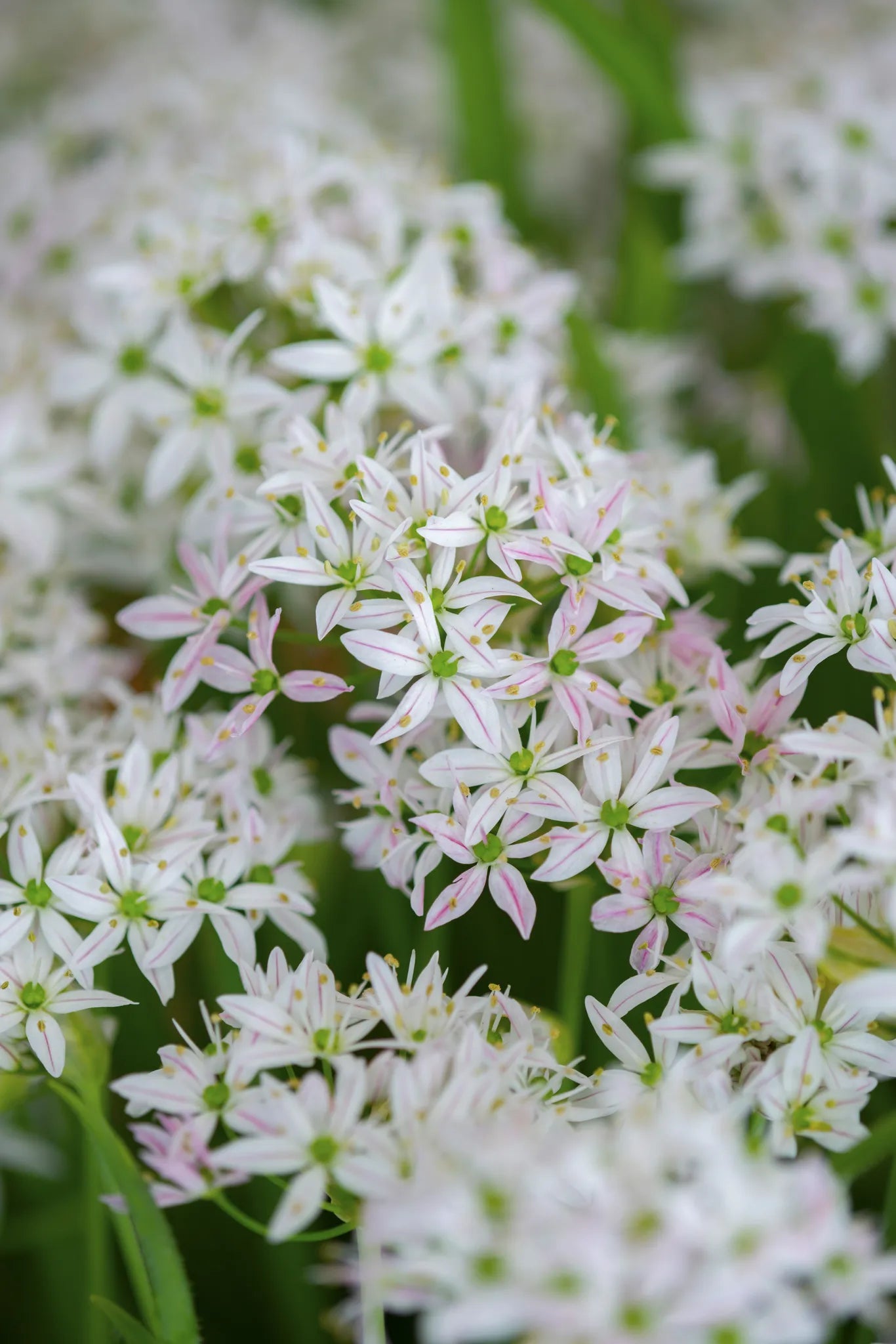 Bulbes de fleurs Non-Traité Allium Cameleon® calibre 4/5 (3125500)