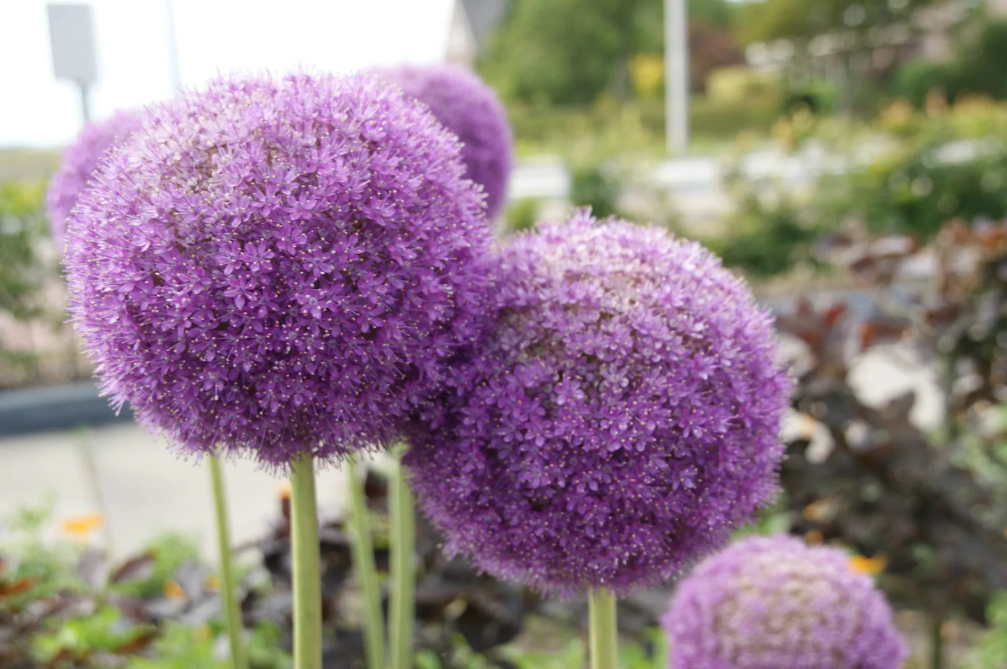 Untreated flower bulbs Allium giganteum size 20/+ (3114000)