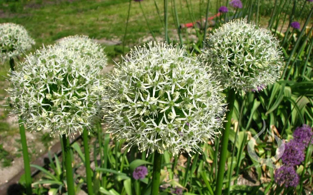 Untreated Allium Mont Blanc flower bulbs size 20/+ (3118510)