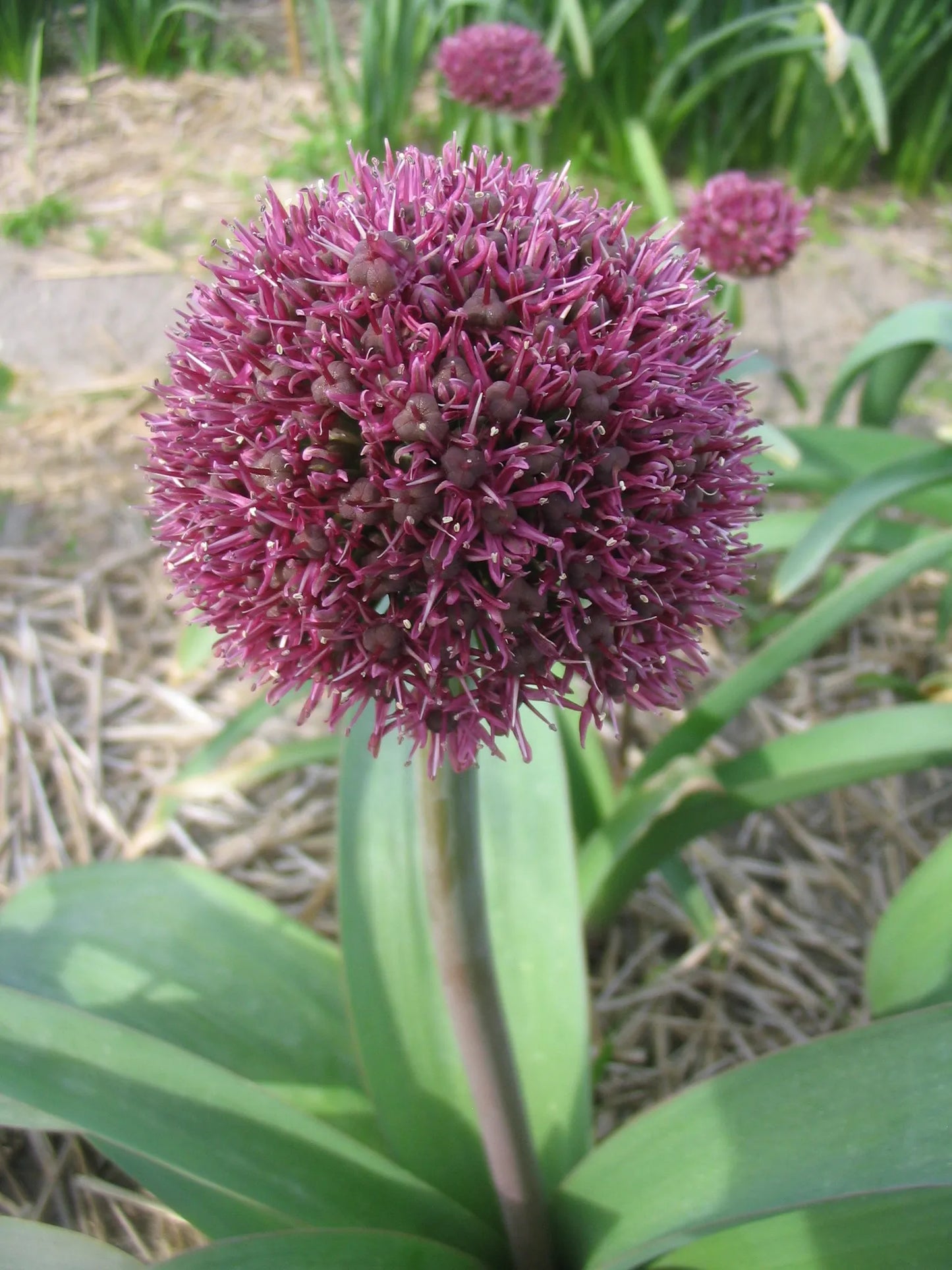 Untreated Allium Ostara® flower bulbs size 12/14 (3116000) for individuals