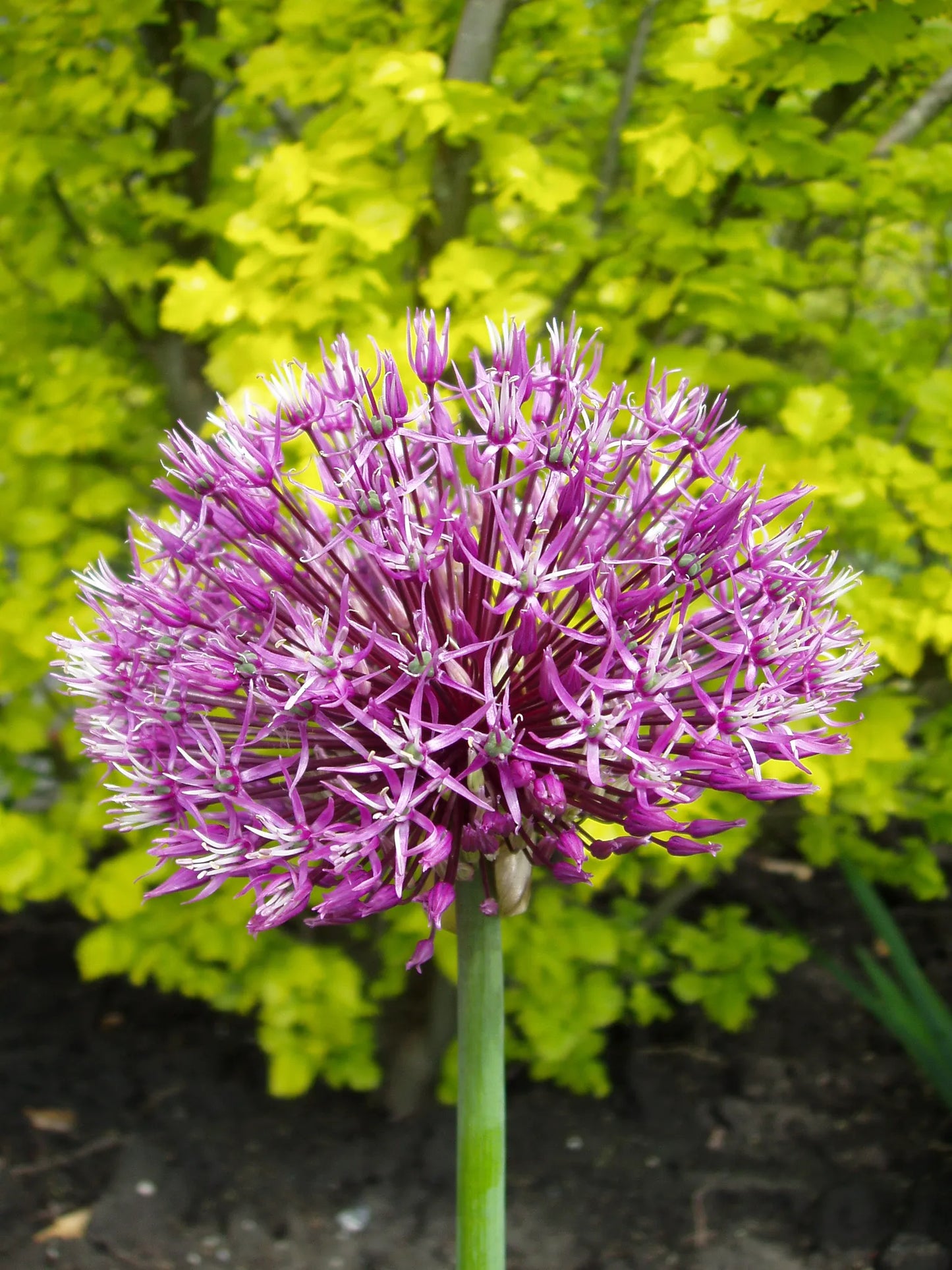 Bulbes de fleurs Non-Traité Allium Early Emperor calibre 14/+ (3113000)