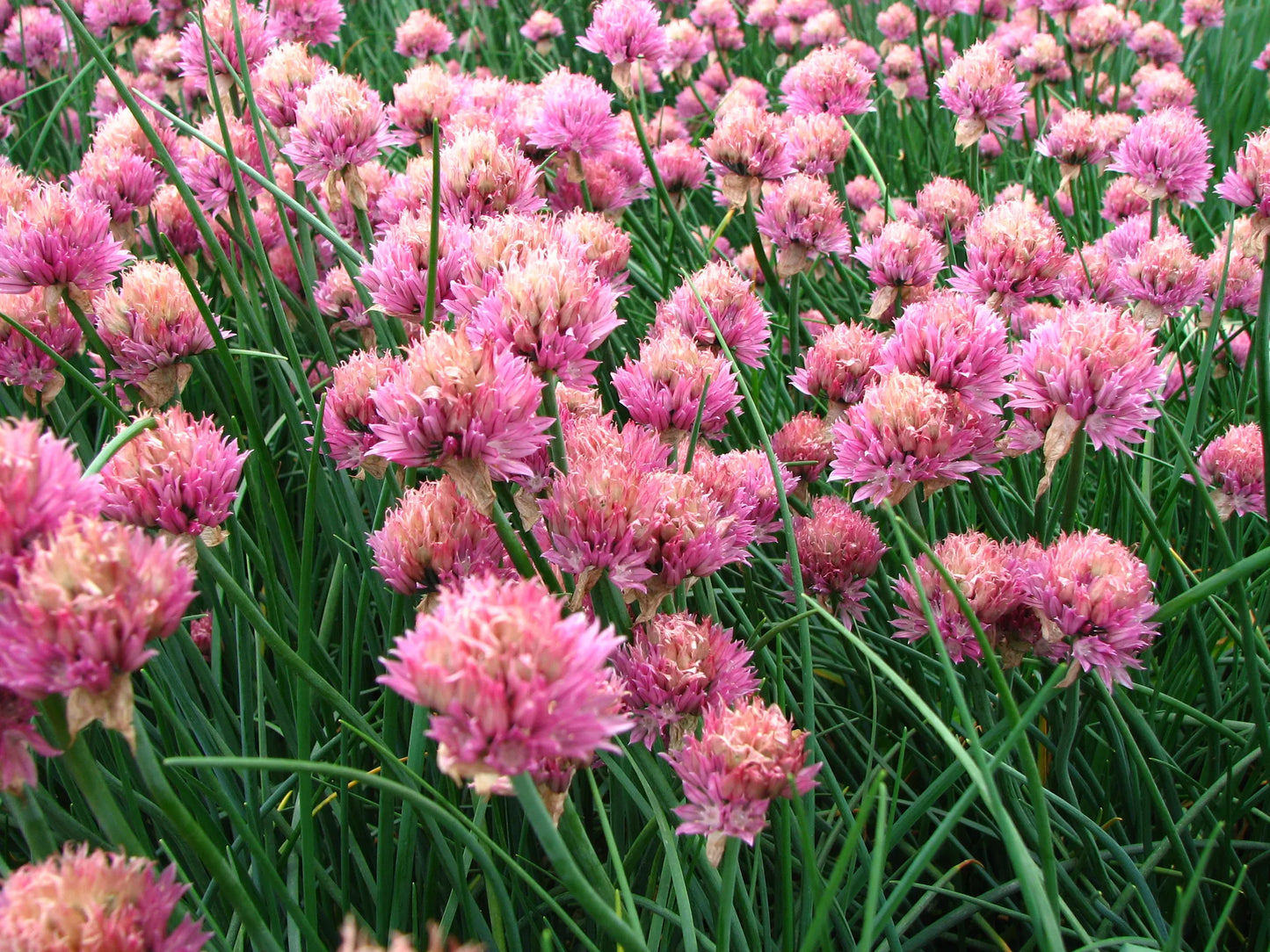 Bulbes de fleurs Non-Traité Allium schoenoprasum Forescate calibre 1 (3122000)