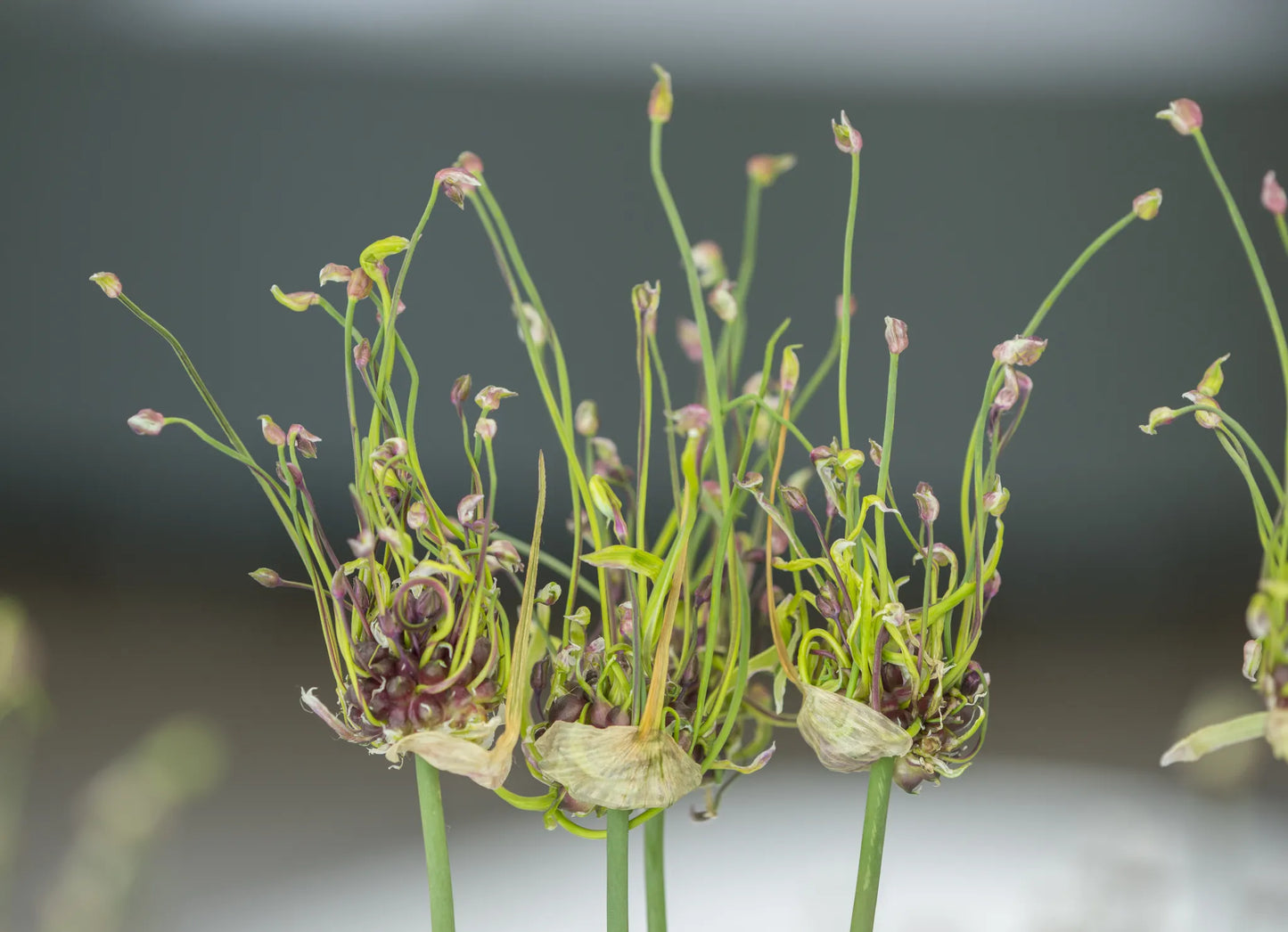 Bulbes de fleurs bio Allium Sand leek Scorodoprasum 'Art' calibre 4/+ (aslan04)