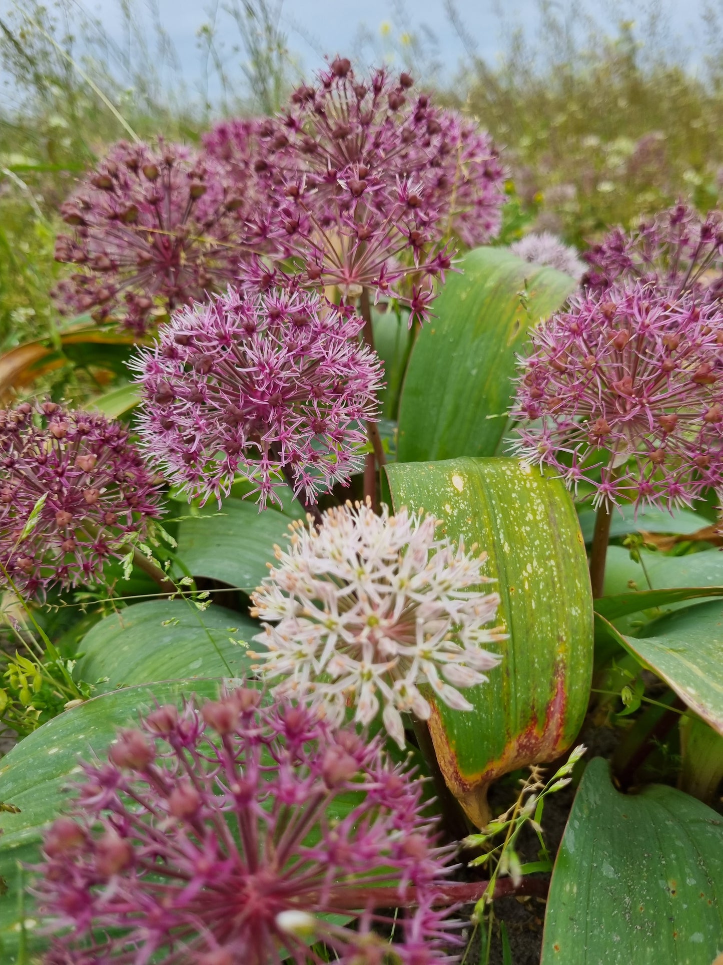 Bulb Allium Red Giant Stat 10+ Organic