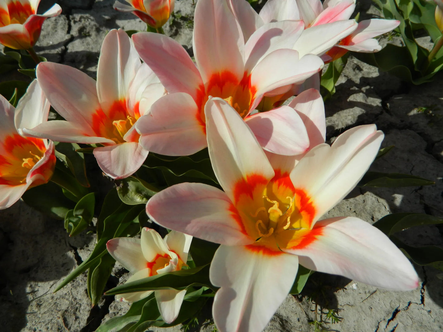 Organic flower bulbs Tulip Kaufmanniana Ancilla size 11/12 (tanci11)