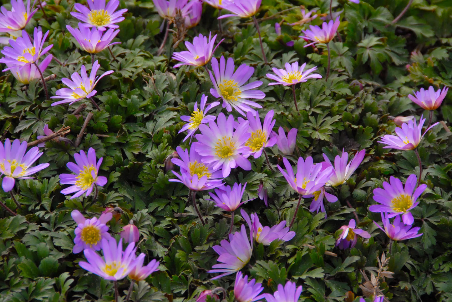 Bulbes de fleurs Non-Traité Anemone blanda Charmer calibre 5/+ (5000200)