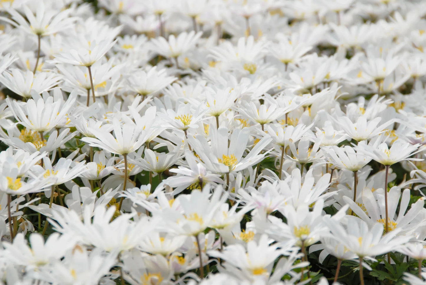 Bulbes de fleurs Non-Traité Anemone blanda White Splendour calibre 5/6 (5000300)