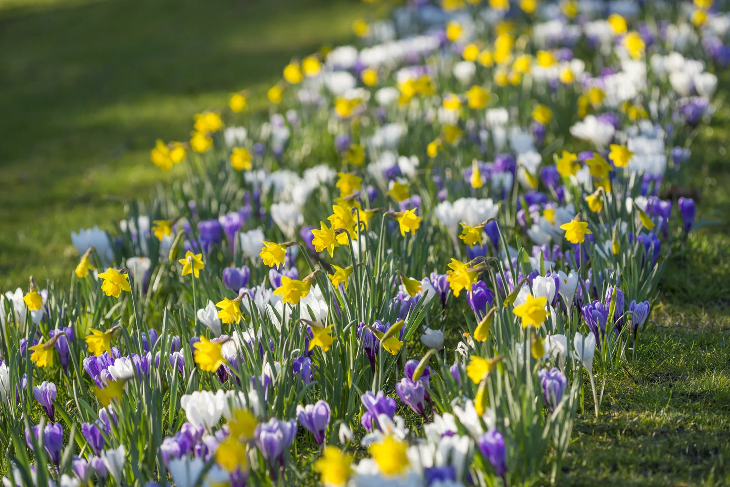 Bulbes de fleurs Non-Traité Mix  April Fools' Day Mix (9016600)