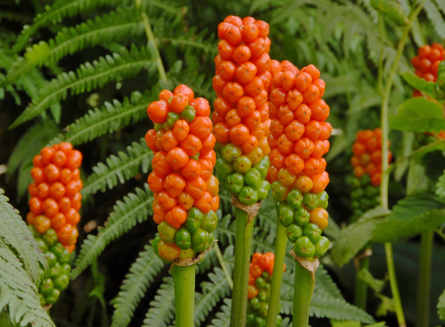Bulbes de fleurs Non-Traité Arum italicum marmoratum calibre 6/+ (3200500)