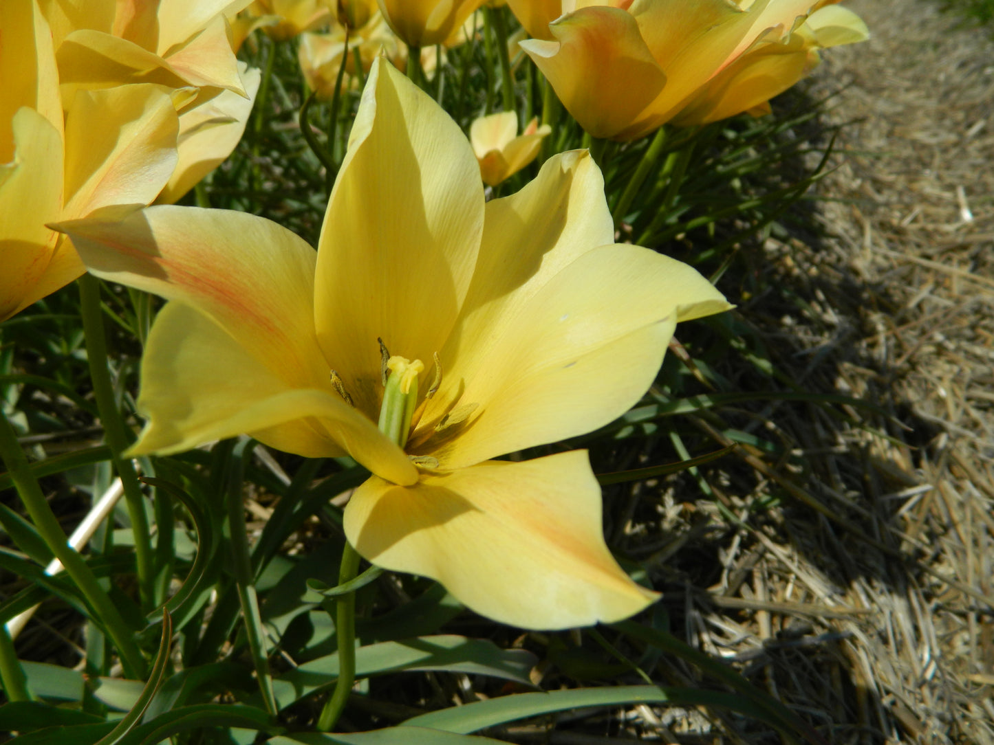 Bulbes de fleurs bio Tulipe batalinii Bronze Charm calibre 5/+ (tbrch05)