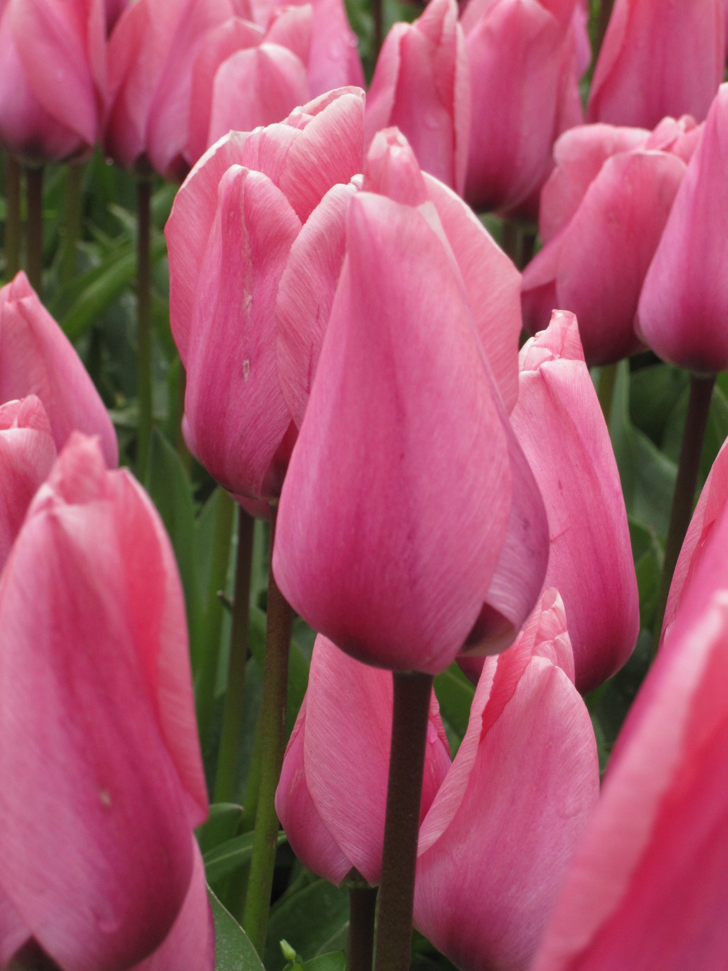 Organic flower bulbs Tulip Darwin-Hybrid Big Love size 11/12 (tbilo11)