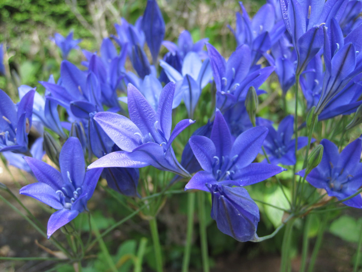 Bulbes de fleurs bio Brodiae Triteleia Corrina calibre 5/+ (bcorr05)