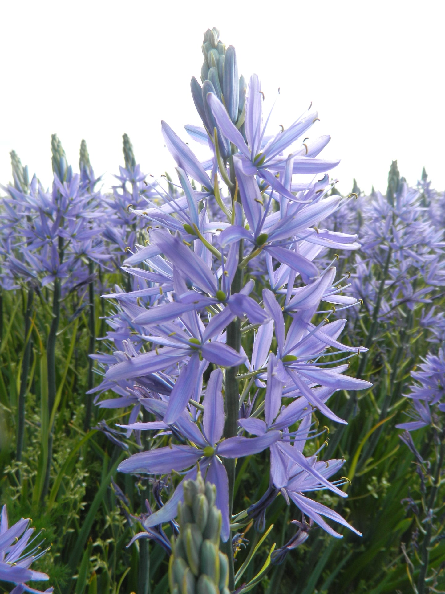 Organic flower bulbs Camassia leichtlinii Caerulea (Indian hyacinth) caliber 14/+ (ccaer14)