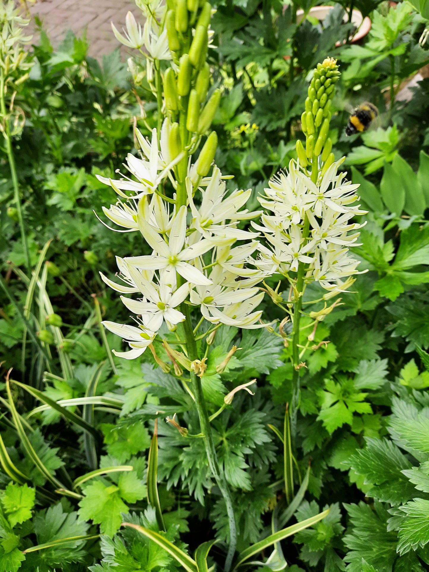 Organic flower bulbs Camassia leichtlinii Sacajawea (Indian hyacinth) caliber 14/+ (csaca14)