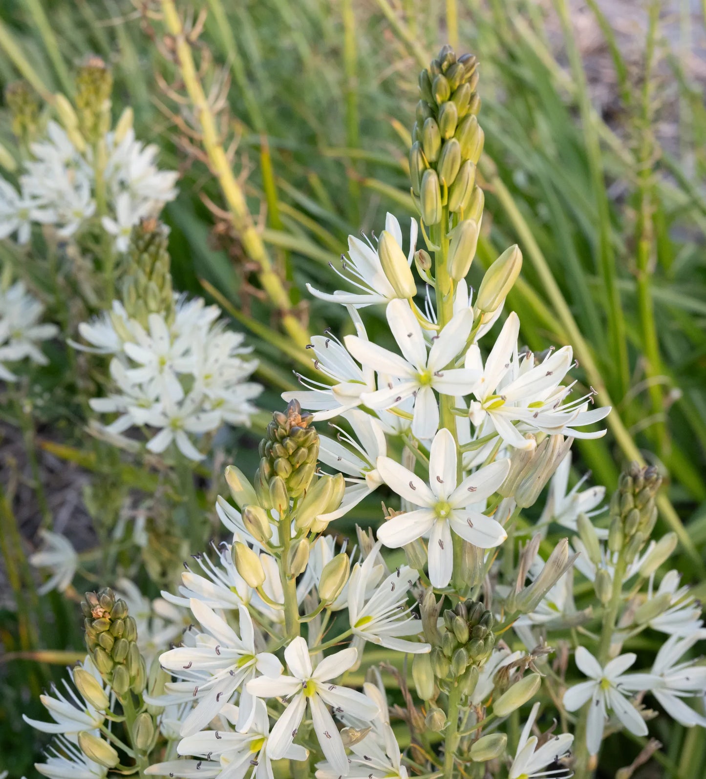 Bulbes de fleurs Non-Traité Camassia leichtlinii Silk River® calibre 14/16 (3304500)