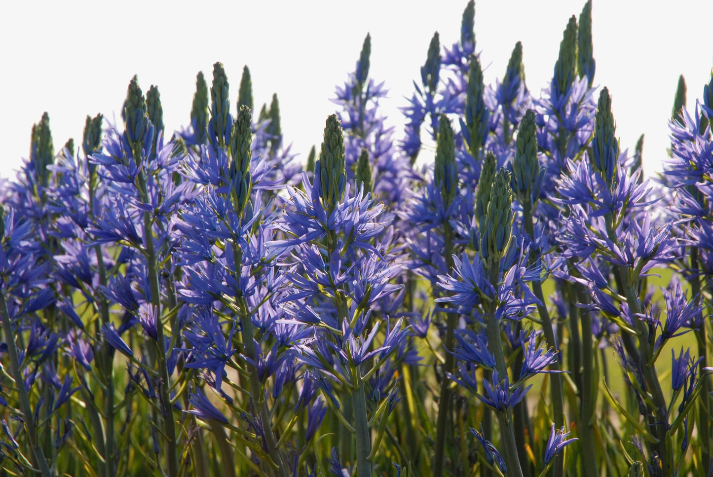 Bulbes de fleurs Non-Traité Camassia leichtlinii Caerulea calibre 14/16 (3301000)