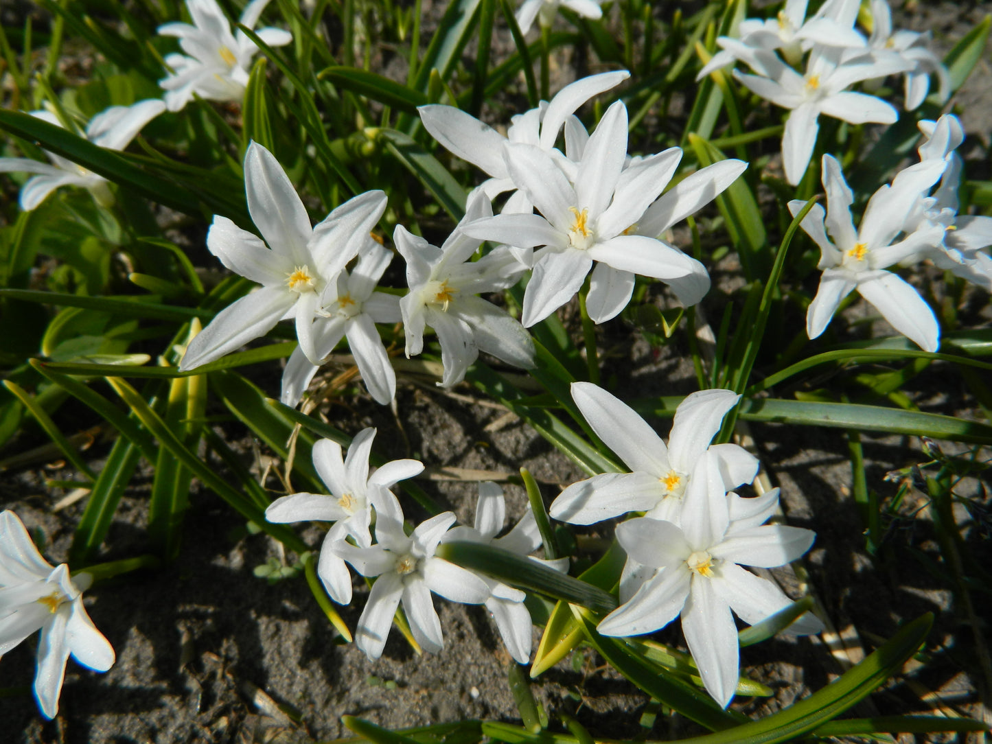 Organic Glory of the Snow Bulb Alba 5+
