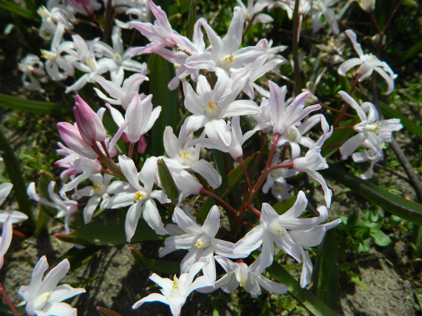 Bulbes de fleurs bio Chionodoxa forbesii Pink Giant (Schneestolz) calibre 5/+ (cfopg)