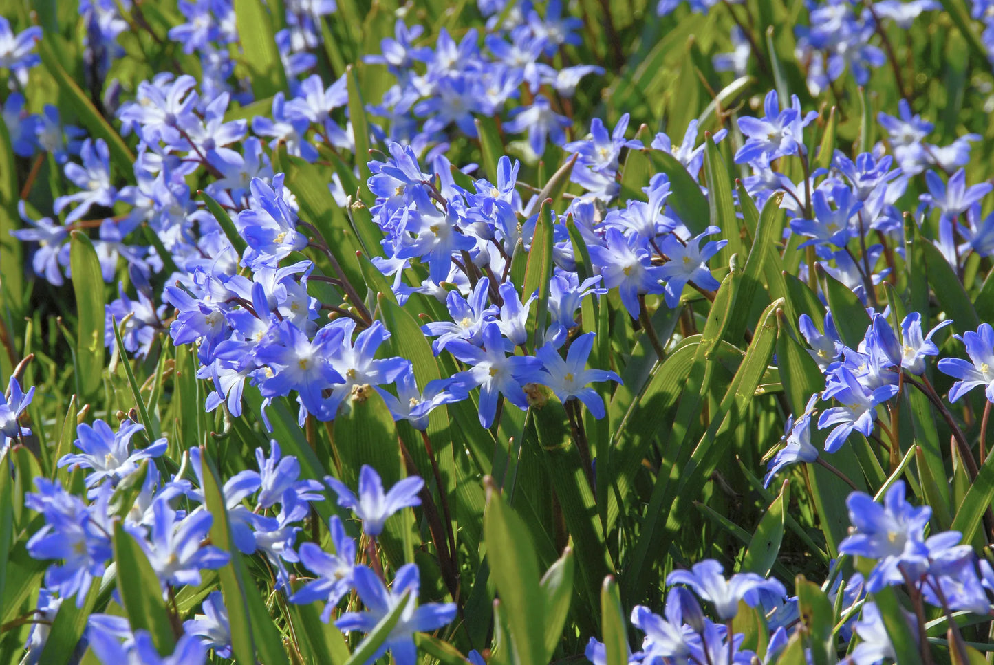 Untreated flower bulbs Chionodoxa forbesii Blue Giant size 5/+ (3400500) for individuals