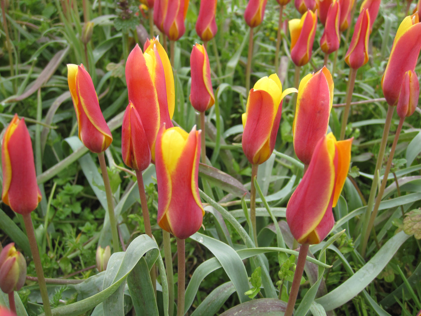 Bulbes de fleurs bio Tulipe clusiana var. Chrysantha calibre 5/+ (tclch05)