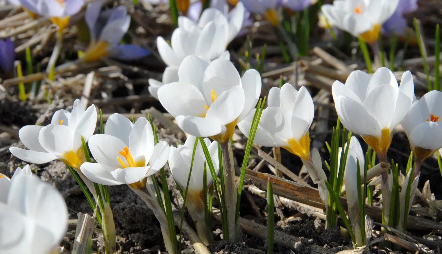 Bulbes de fleurs Non-Traité Crocus chrysanthus Ard Schenk calibre 5/6 (2500200)