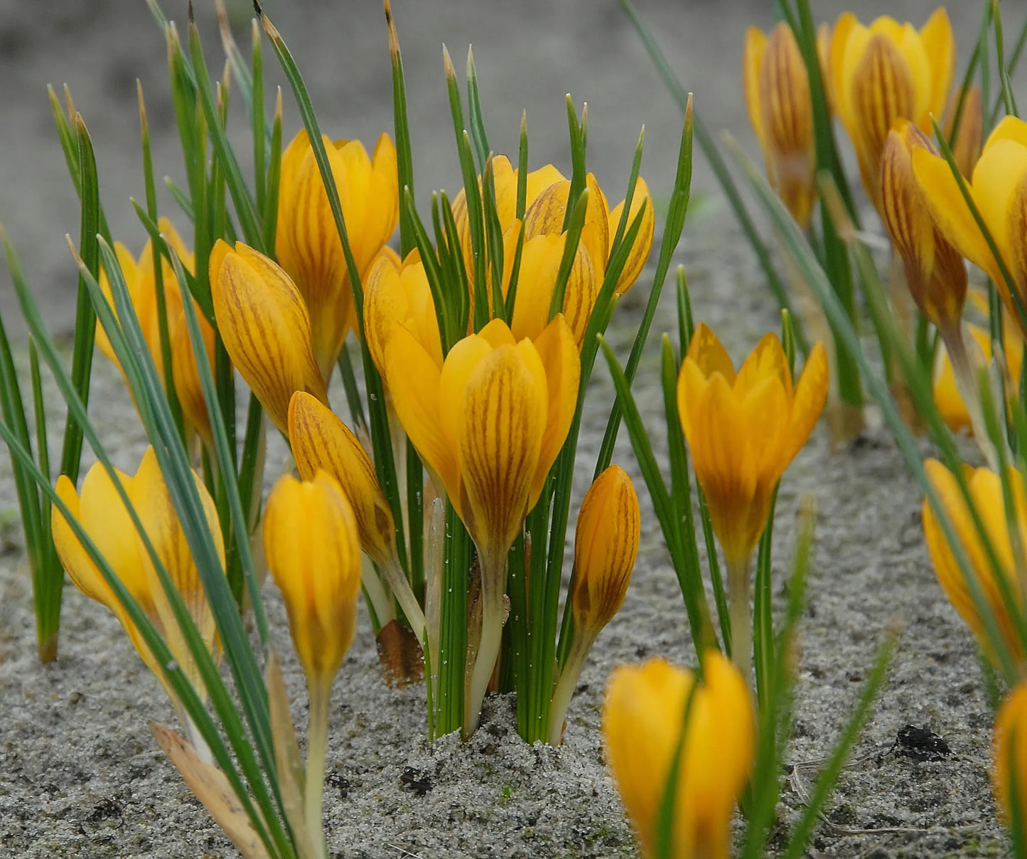 Bulbes de fleurs Non-Traité Crocus chrysanthus Dorothy calibre 5/+ (2503800)