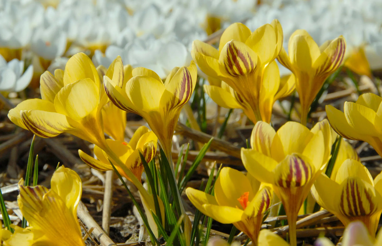 Bulbes de fleurs Non-Traité Crocus chrysanthus Gipsy Girl calibre 5/+ (2504300)