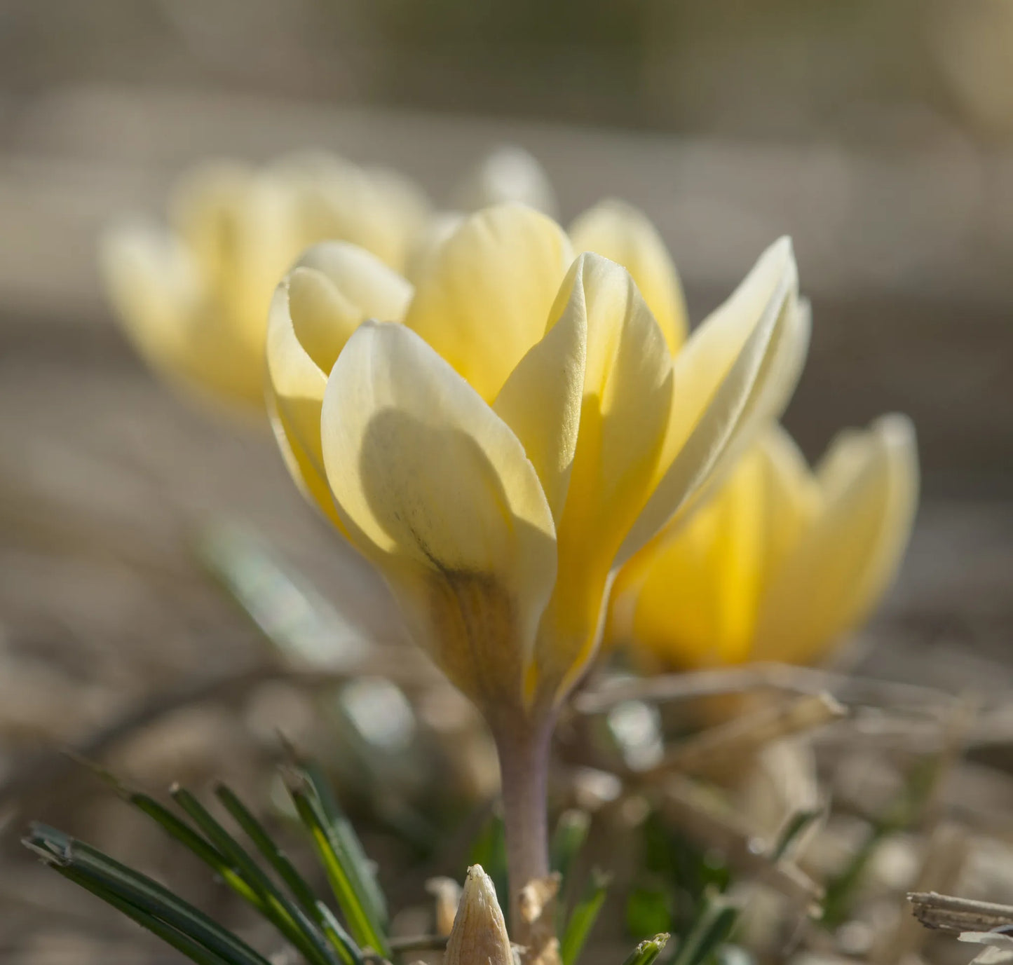 Bulbes de fleurs Non-Traité Crocus chrysanthus Romance calibre 5/6 (2500700)