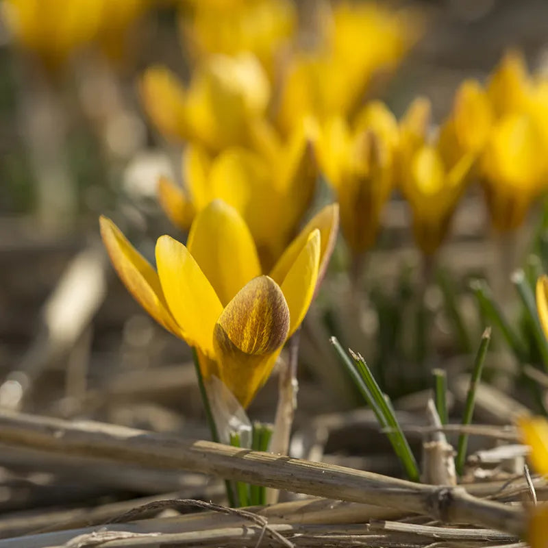 Bulbes de fleurs Non-Traité Crocus chrysanthus Fuscotinctus calibre 5/+ (2500500)