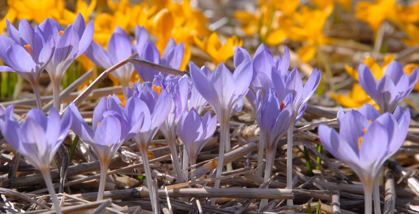 Untreated flower bulbs Crocus etruscus Zwanenburg size 5/+ (2503200) for individuals