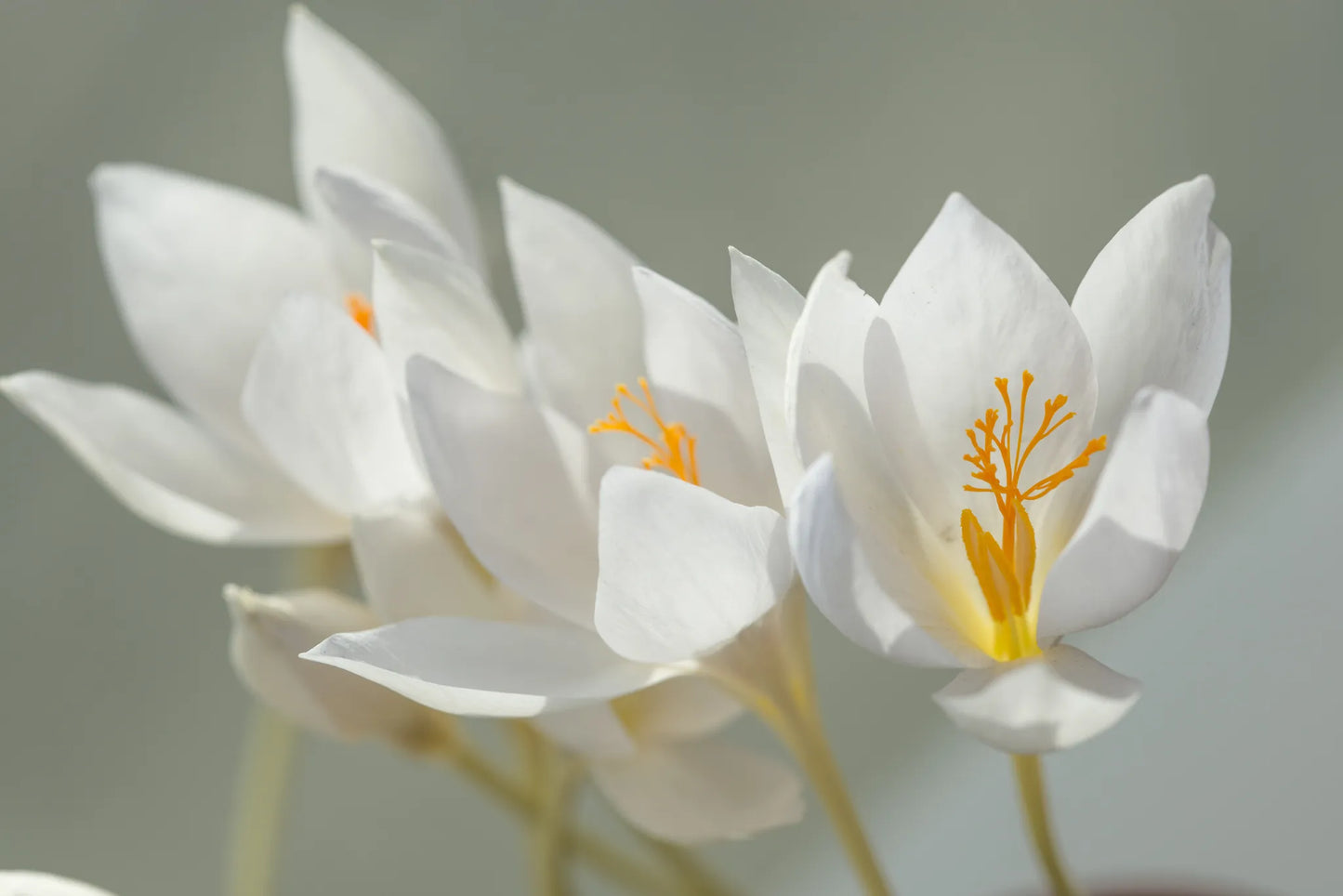 Bulbes de fleurs Non-Traité Crocus speciosus Albus calibre 5/7 (2502300)