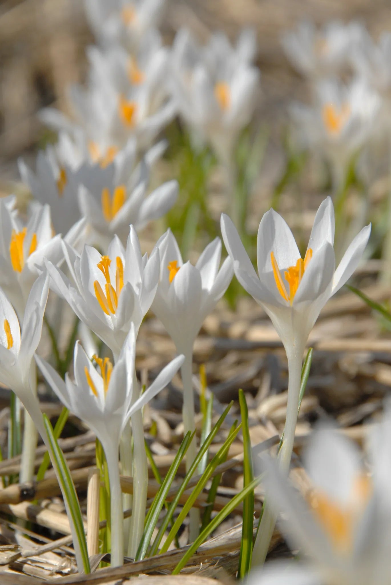 Bulbes de fleurs Non-Traité Crocus tommasinianus Albus calibre 5/+ (2501200)