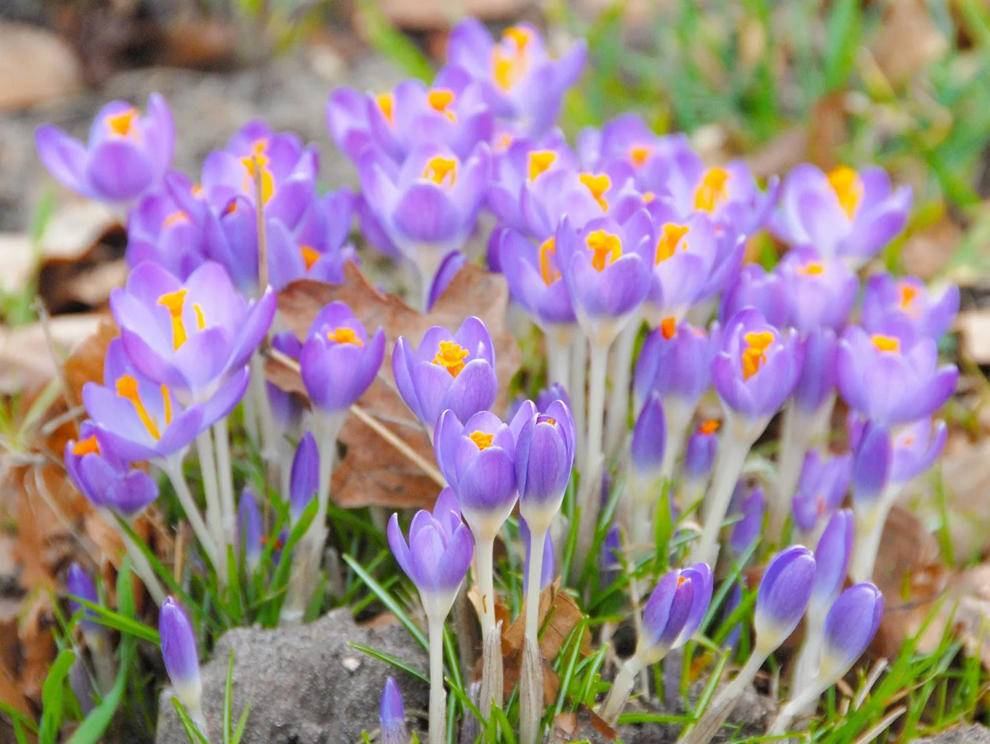 Untreated Crocus tommasinianus Barr's Purple flower bulbs size 5/6 (2501300) for individuals
