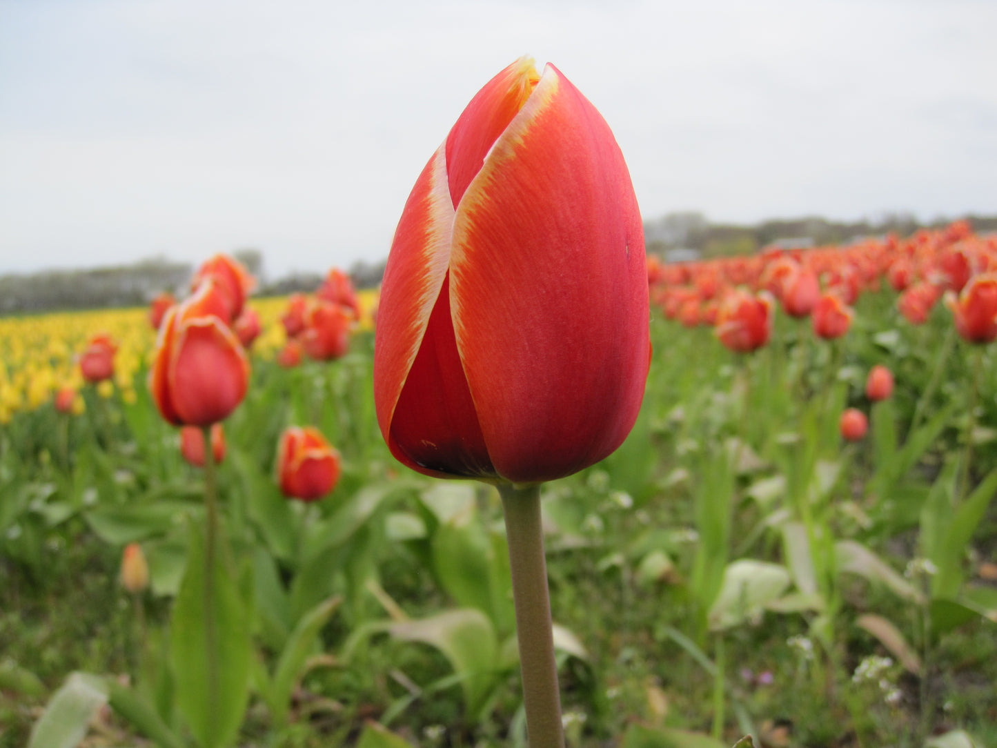 Bulbe Tulipe Dafeng 11+ Bio