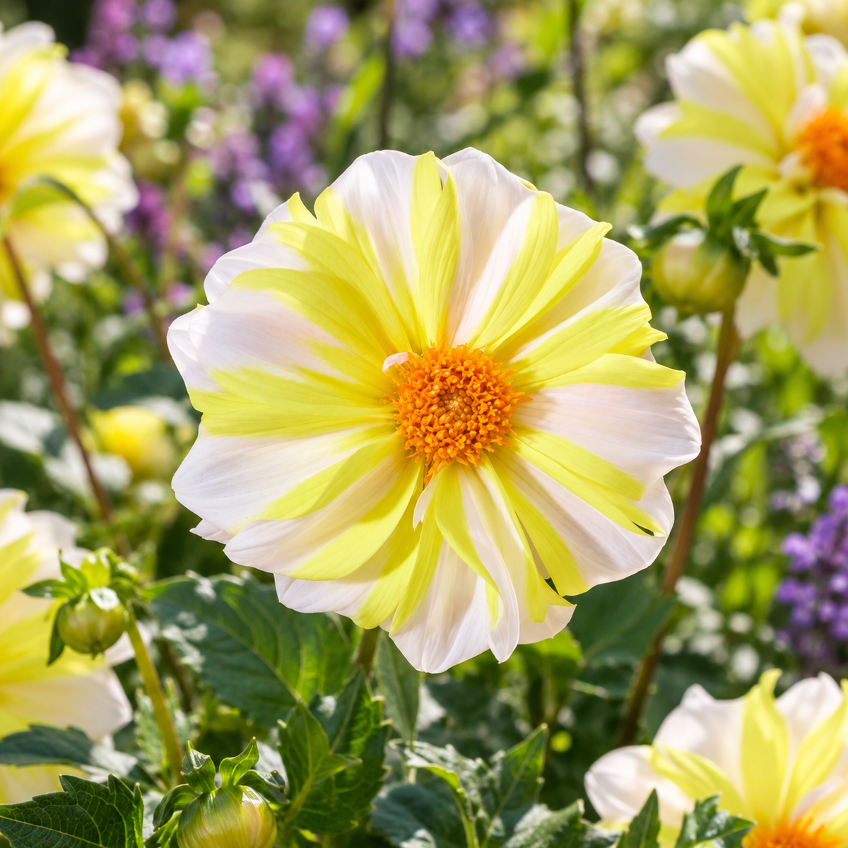 Bulbes de fleurs non-traité Dahlia à fleur simple Fire and Ice Lemon calibre 1
