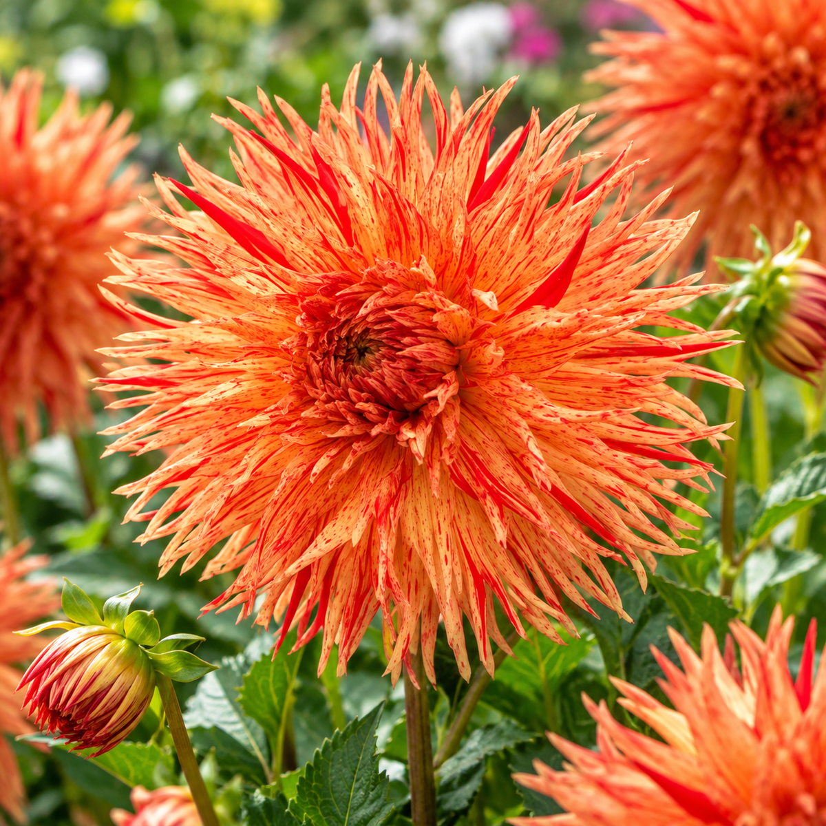 Bulbes de fleurs non-traité Dahlia lacinié / dentelé Rejman's Firecracker calibre 1