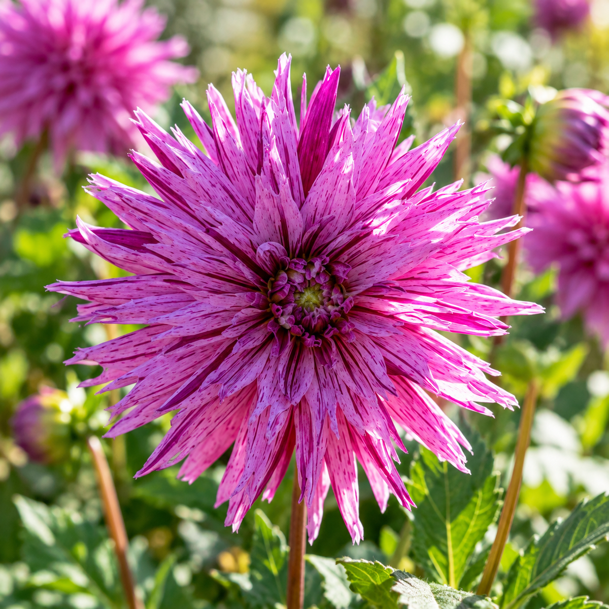 Bulbes de fleurs non-traité Dahlia lacinié / dentelé Striped Ambition calibre 1