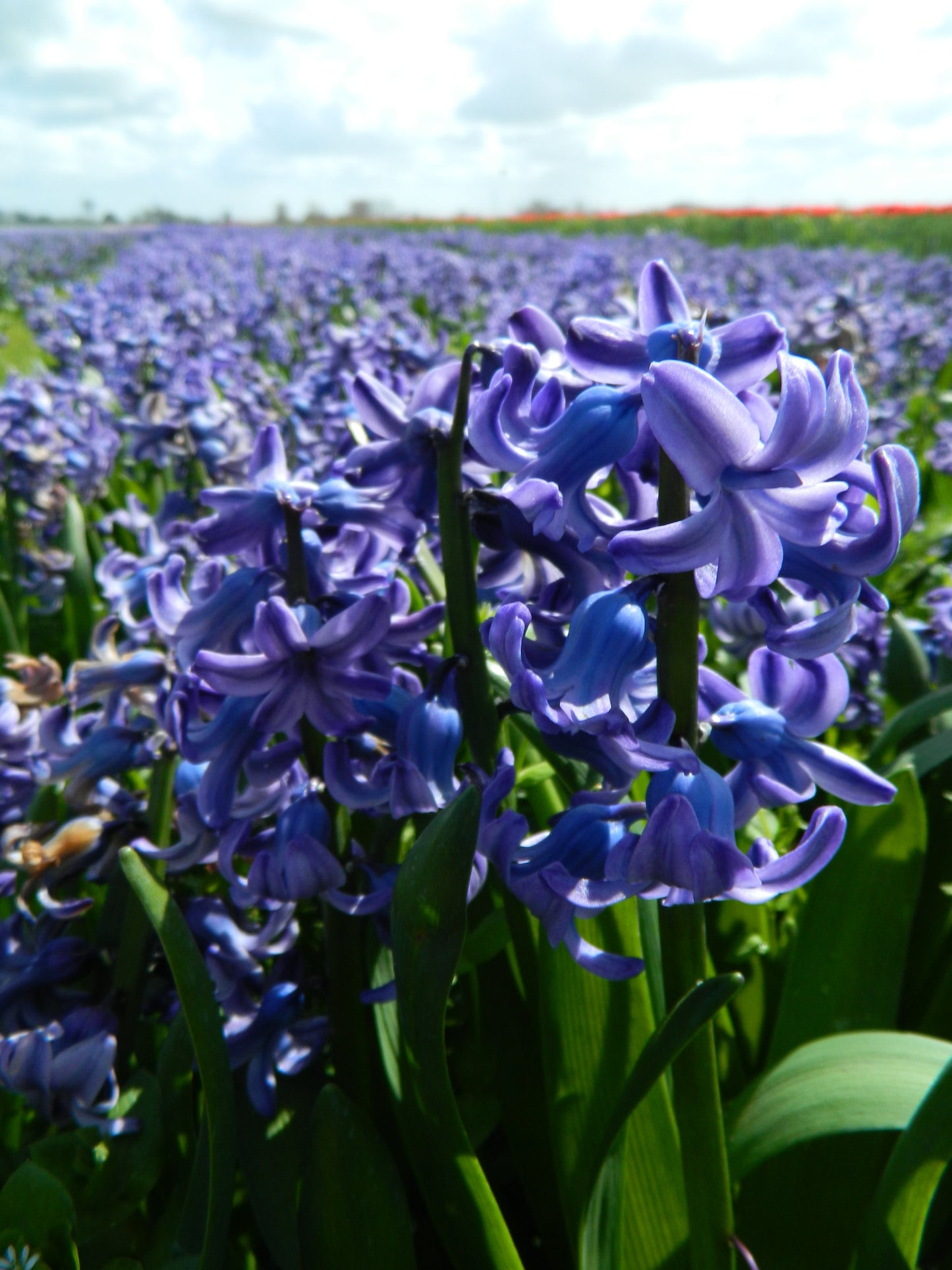 Untreated Hyacinthus Delft Blue flower bulbs size 16/17 (3003000) for individuals
