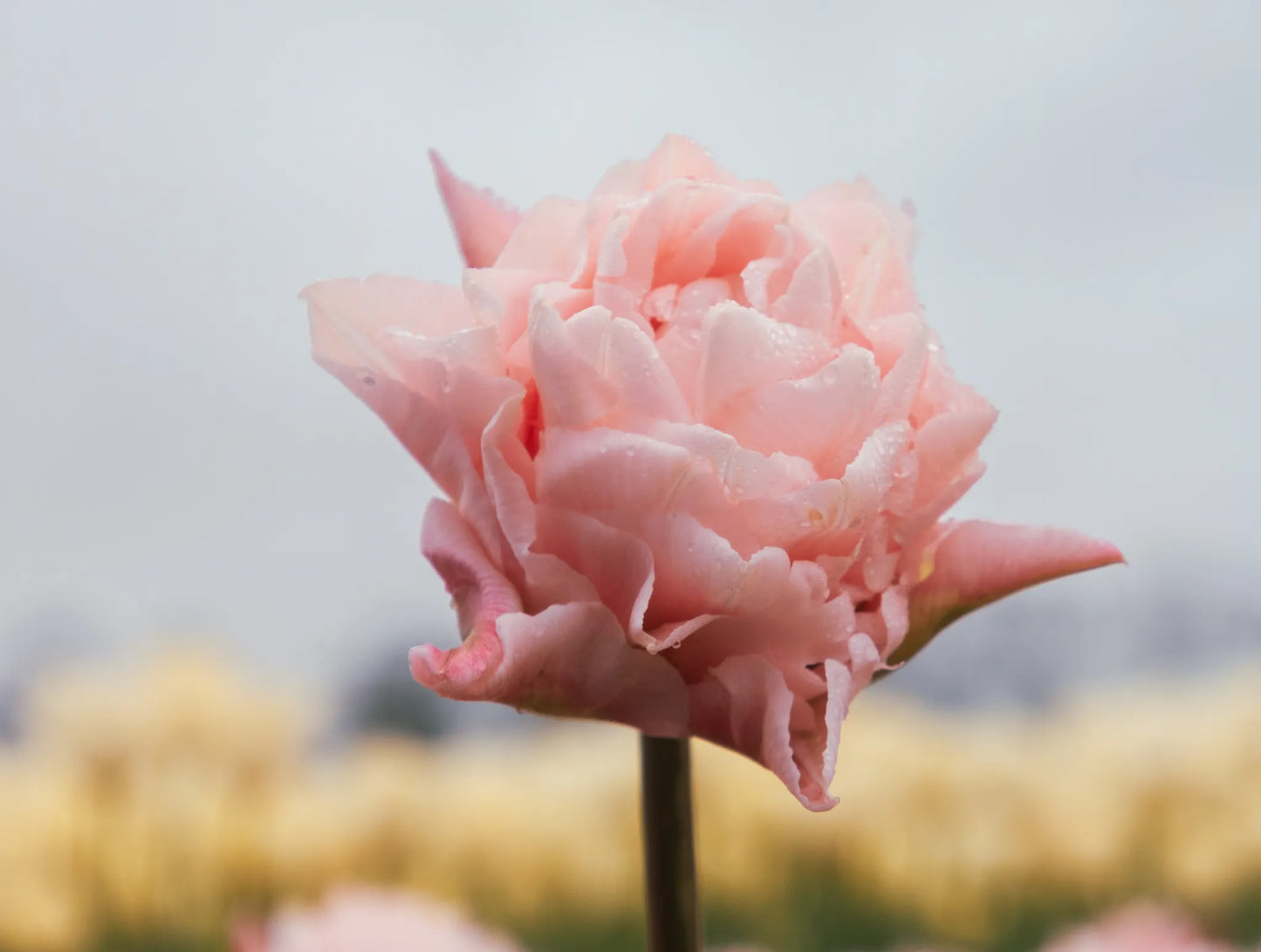 Bulbes de fleurs bio Tulipe Double Early Dreamer calibre 11/12 (tdrea11)