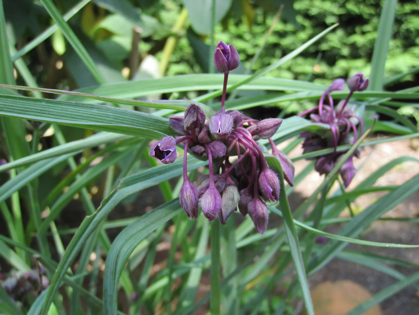 Bulbes de fleurs bio Allium Egyptian Walking onions cepa var. Viviparum calibre I (acepa01)