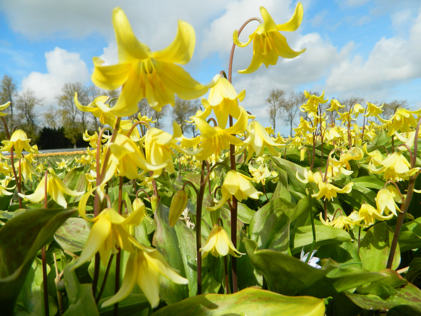 Bulbes de fleurs bio Erythronium Pagoda calibre I (epago01)