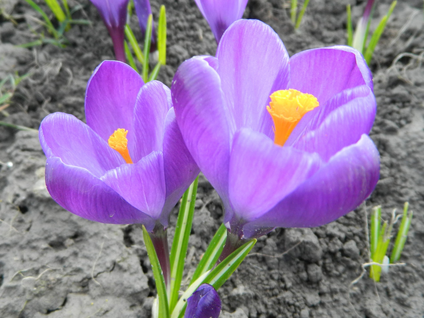 Bulbes de fleurs bio Crocus Largeflowering C. vernus 'Flower Record' calibre 7/8 (cflre07)