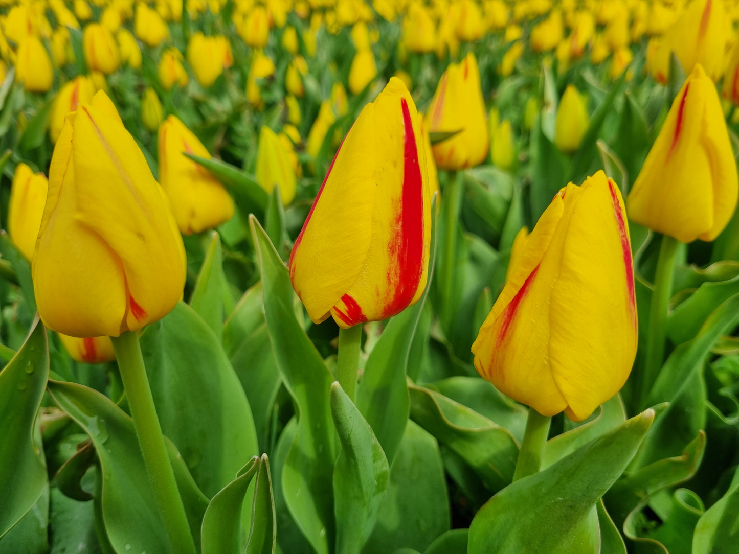 Tulipa Triumph Freedom Flame Organic Flower Bulbs Size 11/12 (tfrfl11)